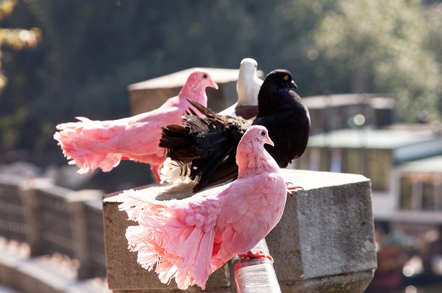 首秀